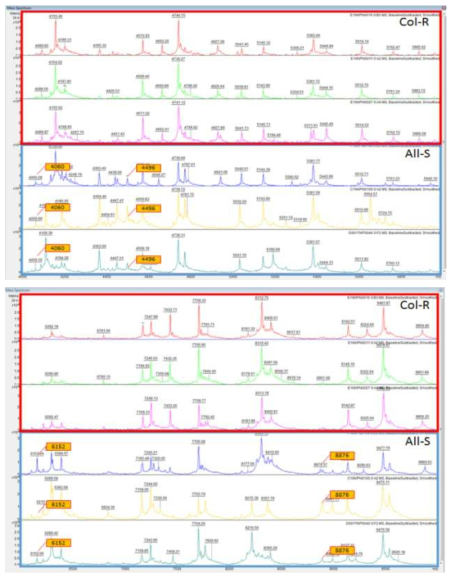 Colistin 감수성 K. pneumoniae와 내성 K. pneumoniae 질량값 비교