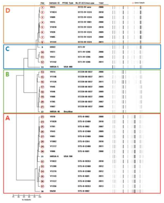 Diversilab 분석 통한 유전형 확인. A clade, ST5-SCCmecⅡ; B clade, ST239-SCCmecⅢ; C clade, ST1-SCCmecⅣ; D clade, ST72-SCCmecⅣ