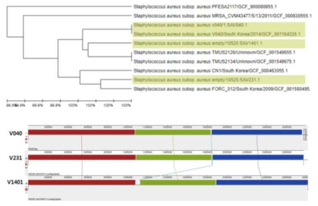 ST72 균주의 phylogenetic 및 mauve 분석