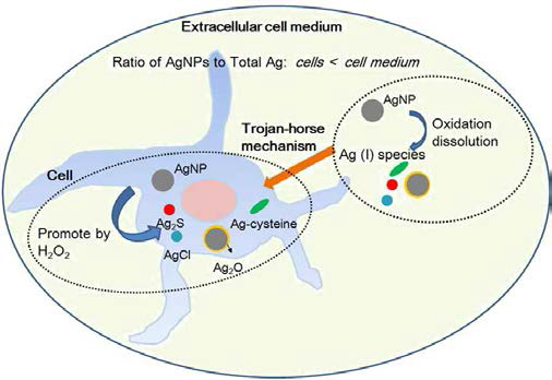 Trojan-horse 기작에 의한 AgNP의 세포내 침투 출처 : Environ. Sci. Technol., 49, 3813, 2015