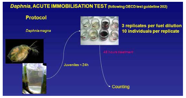OECD TG 202에 의한 Daphnia magna 급성 독성 시험 절차