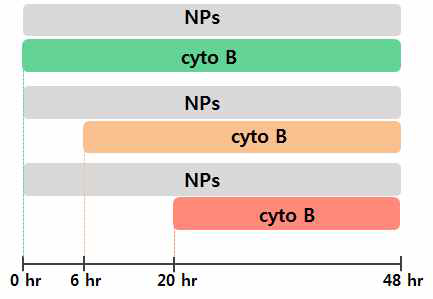 Scheme of cytochalasin B treatment
