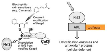 ARE-Nrf2 Luciferase Test Method (OECD TG 442D)