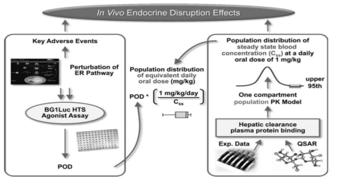 에스트로젠 수용체를 매개로한 내분비계 장애물질의 pharmacokinetics modeling을 활용한 IVIVE적용 예