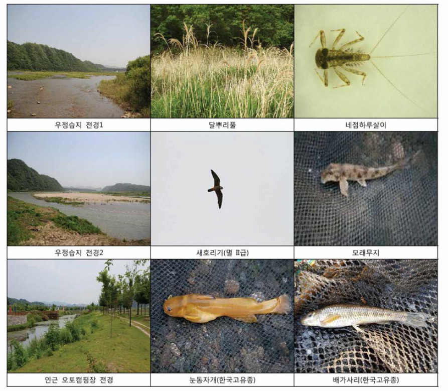 Landscape and biota of Woojeong wetland