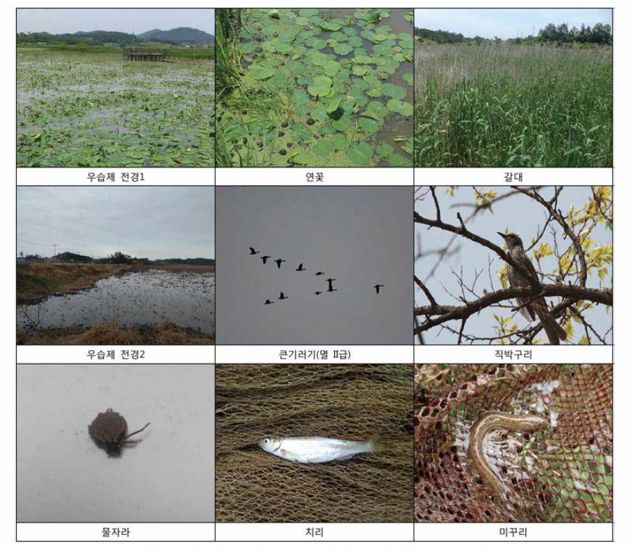 Landscape and biota of Useupje wetland