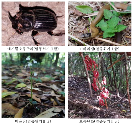 Appearance endangered species of Mulyeongari-Oreum wetland