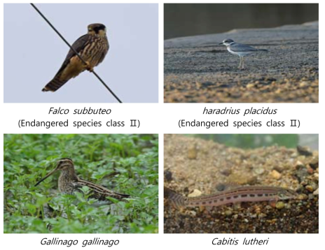 Appearance endangered species of Jangrok wetland