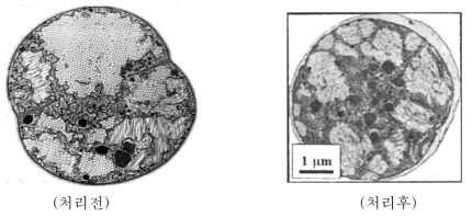 초음파 처리에 의한 남조류 마이크로시스티스(Microcystis)의 기낭파괴 사진(×31,500)