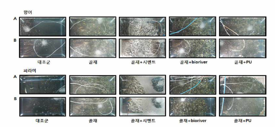 대조군，골재 및 바인더 설비 후에 실험어의 입식 수조