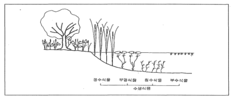 수생식물 군집의 4가지 생활형