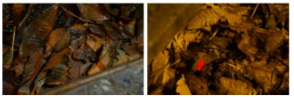 낙엽 사이로 몸을 숨기는 두꺼비