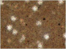 CHOICESO-25_O의 입자 분포 *현미경 사진 (×1,000, Olympus CX41, 25℃)