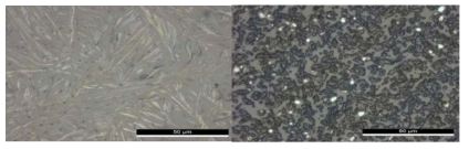 기존 Spin-coating 방식으로 코팅했을 때의 표면(왼)과 전기 방사 방식을 통해 수 마이크로미터 크기로 스프레이 코팅 했을 때의 표면(오)의 x500배 광학 현미경 사진