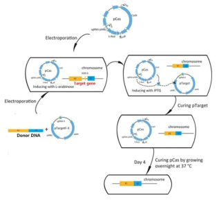 CRISPR/Cas9 실험 모식도