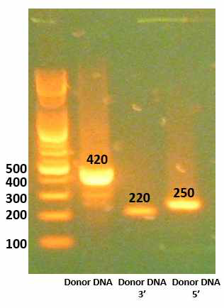 Donor DNA　PCR 결과