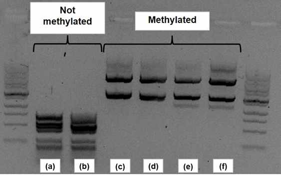 메틸화에 의한 엔도뉴클라아제 (Cac824) 작용 기작 방어 (a) 및 (b) 메틸화가 진행되지 않은 pIMP-Padc-zwf, pIMP-Pthl-zwf 플라스미드 DNA; (c)-(f) 메틸화가 진행된 pIMP-Padc-zwf+pAN2, pIMP-Pthl-zwf+pAN2, pIMP-Padc-zwf+pAN3, pIMP-Padc-zwf+pAN3 플라스미드 DNA