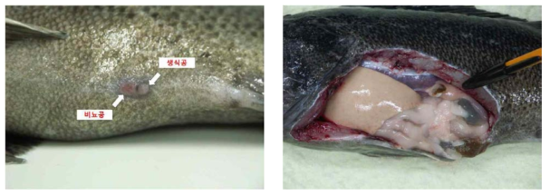 Anatomical localization of gonad and urogenital aperture of female Korean rockfish