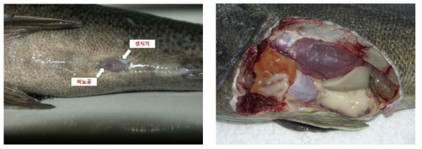 Anatomical localization of gonad and urogenital aperture of male Korean rockfish