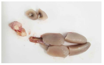 Features of semen and testis of male Korean rockfish at final maturation stage