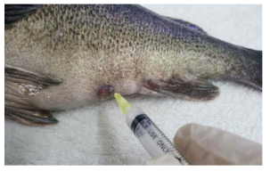 Injection of semen into ovary of female rockfish