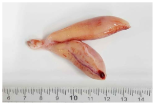 Features of ovary injected with semen in female rockfish