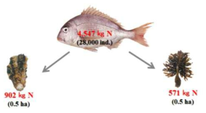 Nitrogen Output of red seabream (Pagrus Major) and nigrogen removal amount of other species