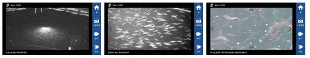 Result of underwater video monitoring after installation of underwater camera (Daytime monitoring (left), Nighttime monitoring (middle, right))