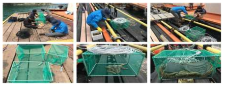 Installation of Sea cucumber cage