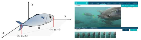 Measuring method of fish length (left) and screen for measuring fish length based on underwater image at remote site (right)