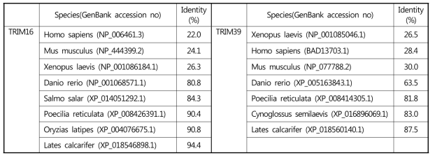 Comparisons of the deduced amino acid sequence of P. olivaceus TRIM16 and TRIM39 with related sequences from other species
