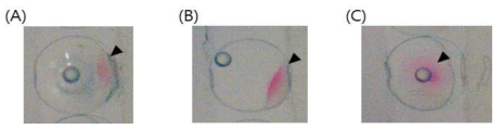 Microinjection into P. olivaceus embryo : (A) cell, (B) yolk syncytial layer, (C) yolk sac