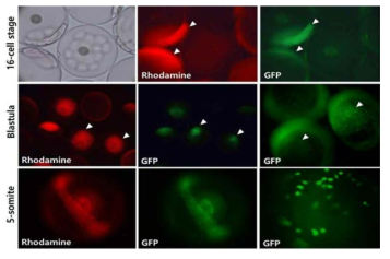 Fluorescence in 16-cell stage (A), blastula (B) and 5-somite (C) of P. olivaceus embryo after microinjection of mixture of Rhodamine-dextran (red) and GFP mRNA (green)