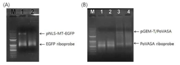 Synthesis of riboprobe for Whole-mount in situ hybridization (WISH) : (A) EGFP riboprobe, (B) PoVASA riboprobe