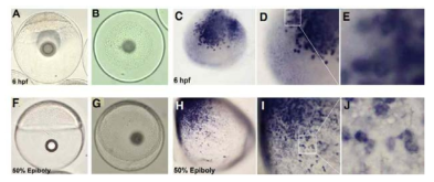 Whole-mount in situ hybridization of NLS-Myc tag-EGFP mRNA in 6 hpf and 50% epiboly of P. olivaceus embryo