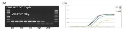 Stability of NLS-Myc tag-EGFP mRNA in P. olivaceus embryo : (A) RT-PCR, (B) quantitative realtime-PCR