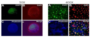 Confocal microscopy of expression of NLS-Myc tag-EGFP in P. olivaceus embryo