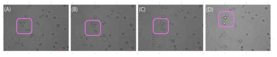 Morphology of P. olivaceus embryonic cells after dividing : (A) 0 min, (B) 5 min, (C) 15 min, (D) 30 min