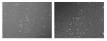 Clonogenicity of P. olivaceus embryonic cells