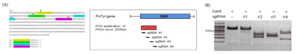 Development and in vitro activity assay of P. olivaceus Tyrosinase-like gene sgRNA