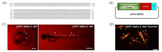 Nucleotide sequences and schematic representation of the fluorescent protein reporter of the regulatory region of P. olivaceus ACT-alpha, and its activity in zebrafish and olive flounder