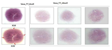 Whole-mount in situ hybridization of vasa mRNA in 8-cell and 16-cell stages of P. olivaceus embryo