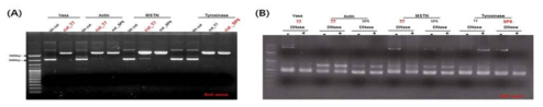 Ribo-probes of PoMSTN and PoTyr for in situ Hybridization