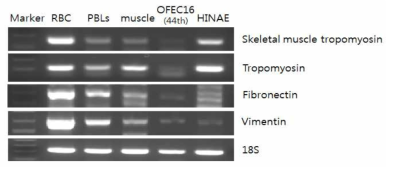 Expression of muscle-specific or fibroblast-specific gene in OFEC16 cells