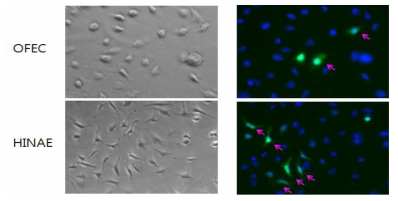 Expression of GFP in OFEC and HINAE cells transfected with pEGFP-C1