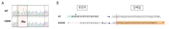 Nucleotide analysis of germ cell from female flounder (F2049) microinjected with PoMSTN-guide RNA/Cas9 (A) and predict amino acid sequence (B)