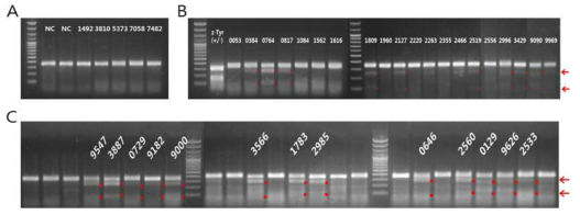 The gene editing analysis of germ cell from male flounder (F0) micro-injected with PoMSTN-guide RNA/Cas9 produced in 2016 (A), 2017 (B and C)