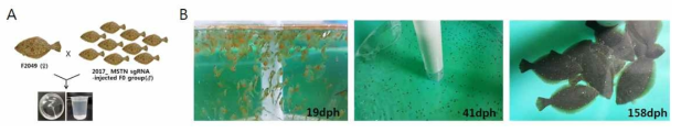 Procedure of in vitro fertilization (I.V.F) from PoMSTN gene edited flounder (A) and first filial (F1) generation (B)