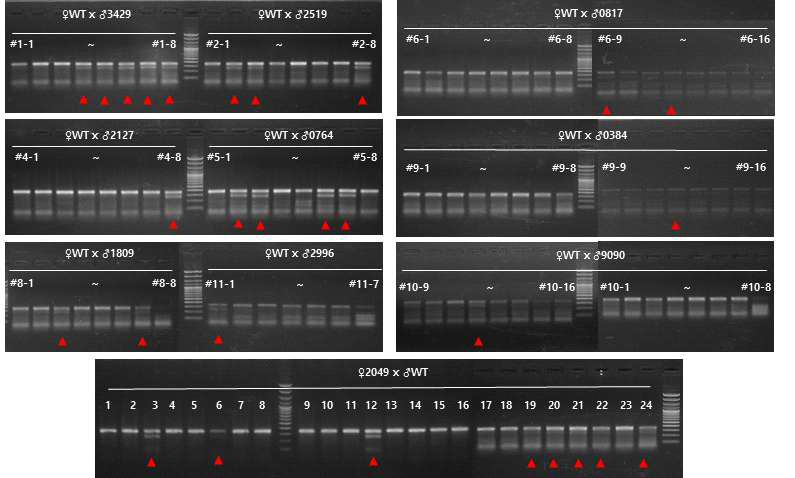 T7E1 assay in fertilized egg from male flounder (F0) micro-injected with PoMSTN-guide RNA/Cas9 produced in 2017 and wild type female