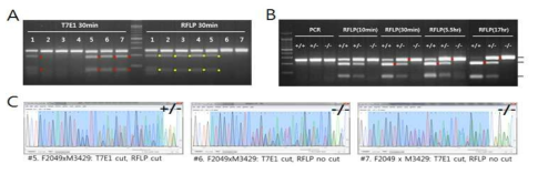 Analysis of T7E1 assay on (or against) the target region of PoMSTN gene editing (A), the opimization of RFLP reaction condition (B), and the nucleotide analysis (C)